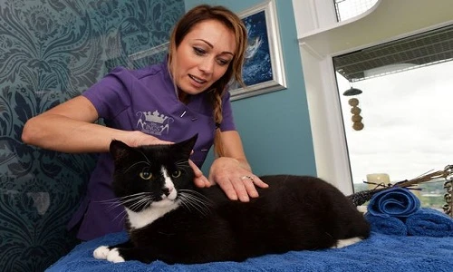 Mèo siêu giàu được hầu hạ như hoàng đế