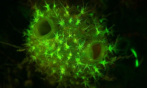 Những sinh vật bí ẩn tuyệt diệu dưới đáy đại dương