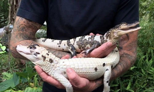 "Nhan sắc" ấn tượng của hai con cá sấu quý hiếm