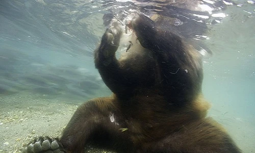 Gấu nâu luyện “công phu” săn cá hồi cực đỉnh