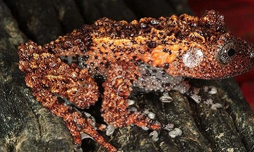 Đây chính là top lưỡng cư kỳ quái bậc nhất Việt Nam