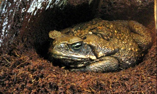 Hãi hùng hình dáng loài cóc lớn nhất thế giới