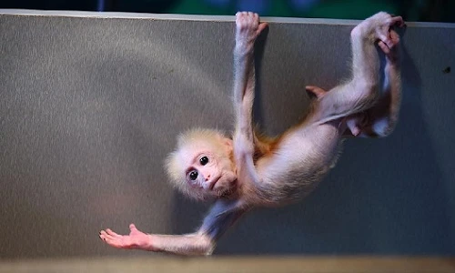 Ngộ nghĩnh ảnh các loài động vật sơ sinh