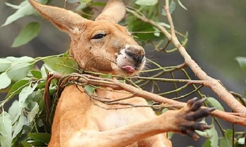 Những cảnh chết cười về động vật say rượu, "phê thuốc"