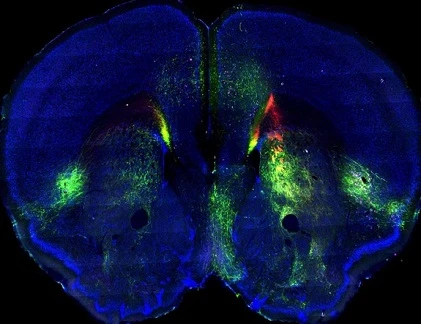 Ảnh khoa học tuần: Kinh hoàng sức mạnh của gió lỗ đen