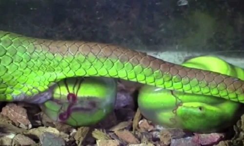 Tận mục cảnh rắn lục đuôi đỏ đẻ bầy con rồi chết