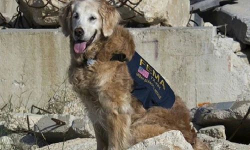 Chào vĩnh biệt rồi giết con chó có công lớn vụ khủng bố 11/9