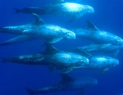 Điểm danh những loài cá heo đáng sợ nhất