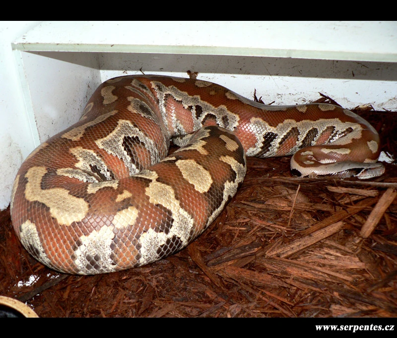 Cận cảnh loài trăn khổng lồ kỳ bí ở Việt Nam