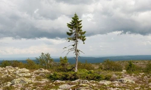 Cây cổ thụ 9.550 tuổi sống mãnh liệt từ kỷ Băng Hà