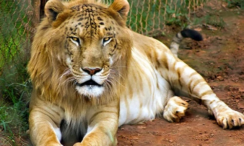 Những đứa con lai có thực trong thế giới động vật