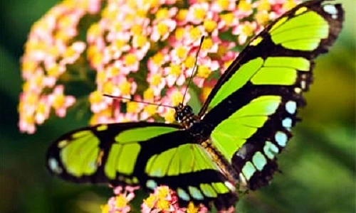 Vẻ đẹp tuyệt mỹ những loài bướm rực rỡ trên thế giới