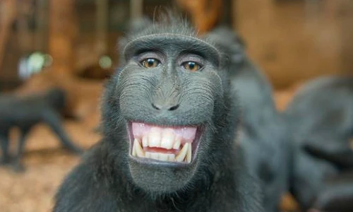 "Chết cười" với muôn kiểu sắc thái của động vật