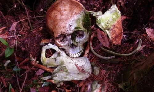 Kinh dị khu rừng hàng ngàn người tìm vào tự sát