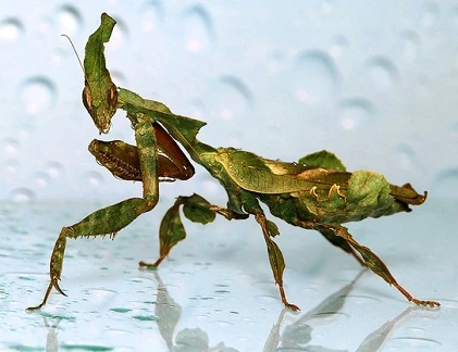 Khi động vật “chuyển đổi giới tính” thành thực vật