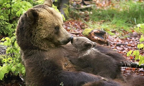 Những bức ảnh tuyệt vời về tình cảm mẹ con của gấu 