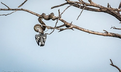 Trăn khổng lồ gồng mình nuốt chửng chim bói cá