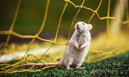 Ảnh đáng yêu đến khó tin của... loài chuột