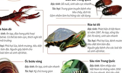 Điểm những sinh vật ngoại lai nguy hiểm ở Việt Nam