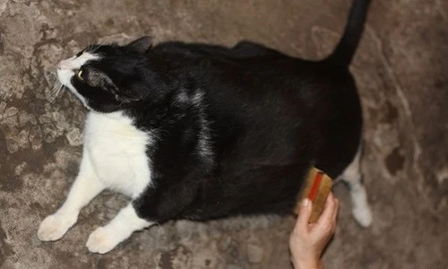 Cận cảnh mèo khổng lồ, nặng 20kg ở Nam Định