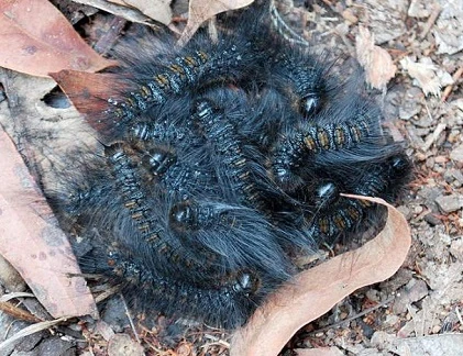 Lạnh người với hình dáng của sát thủ lắm lông