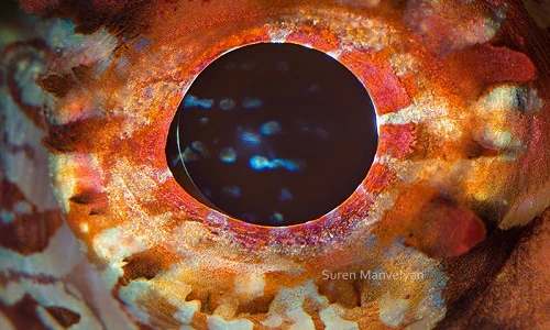 Ảnh cực độc về đôi mắt của động vật