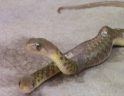 Điểm mặt những loài rắn biến dị quái nhất