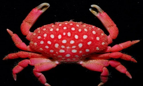 Loạt ảnh động vật "đột biến" gen cực hiếm gặp