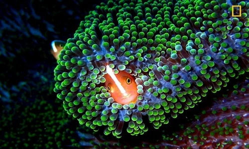 Top ảnh thiên nhiên đẹp mê hồn do National Geographic vừa công bố