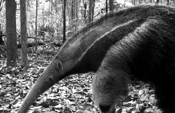 Loài thú ăn kiến khổng lồ có thể giết người