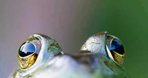 Top động vật có kiểu giết con, đồng loại kinh dị nhất