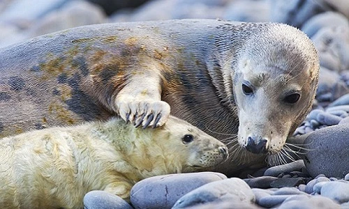 Tình mẫu tử cảm động của mẹ con hải cẩu