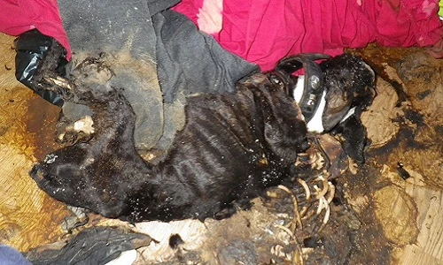 Rùng mình xem chó chết thối vì bị chủ ngược đãi