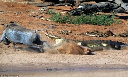 Lợn rừng suýt chết trong hàm răng sắc nhọn của cá sấu