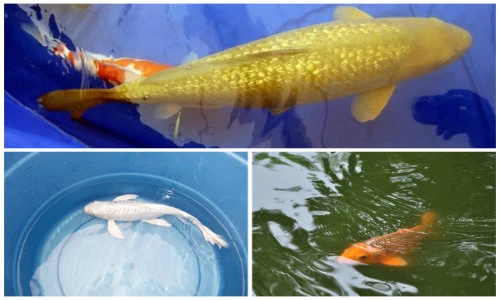 Điểm những loài cá chép đưa ông Táo về trời