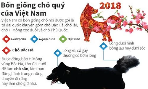 Infographic: Điều thú vị về 4 giống chó quý của Việt Nam