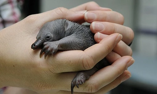 12 loài động vật hoang dã kỳ quái đội lốt ngây thơ