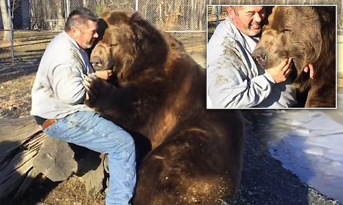 Sửng sốt người đàn ông thân mật với gấu xám khổng lồ