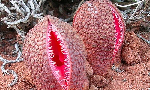 Kinh dị loài hoa hình như âm đạo, bốc mùi như phân