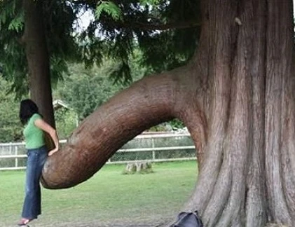 Điểm danh những thân cây quái đản nhất hành tinh (5)