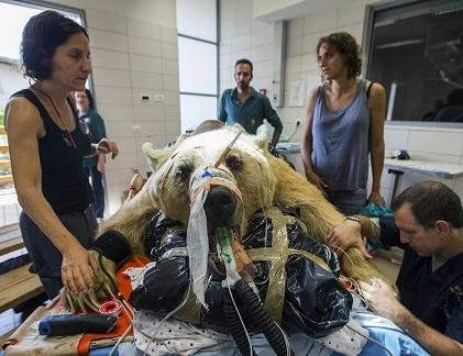 Khi gấu nằm... viện