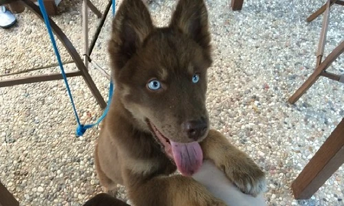 Những chú chó có đôi mắt đẹp như bầu trời đêm