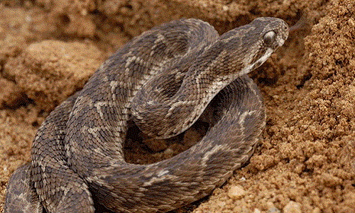 Những động vật nguy hiểm, rùng rợn nhất hành tinh (2)