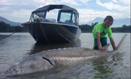 Bé con tóm gọn cá tầm khổng lồ trong 2 tiếng