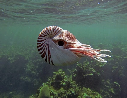 Điểm danh những robot mô phỏng động vật quái chiêu nhất