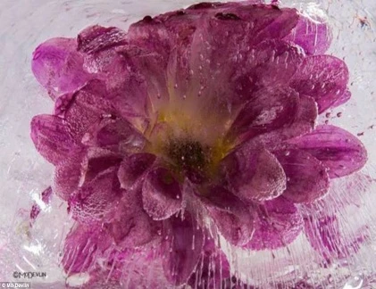 Vẻ đẹp bất tử trong băng giá