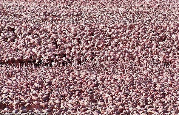 Choáng ngợp bầy đàn "khủng" của động vật