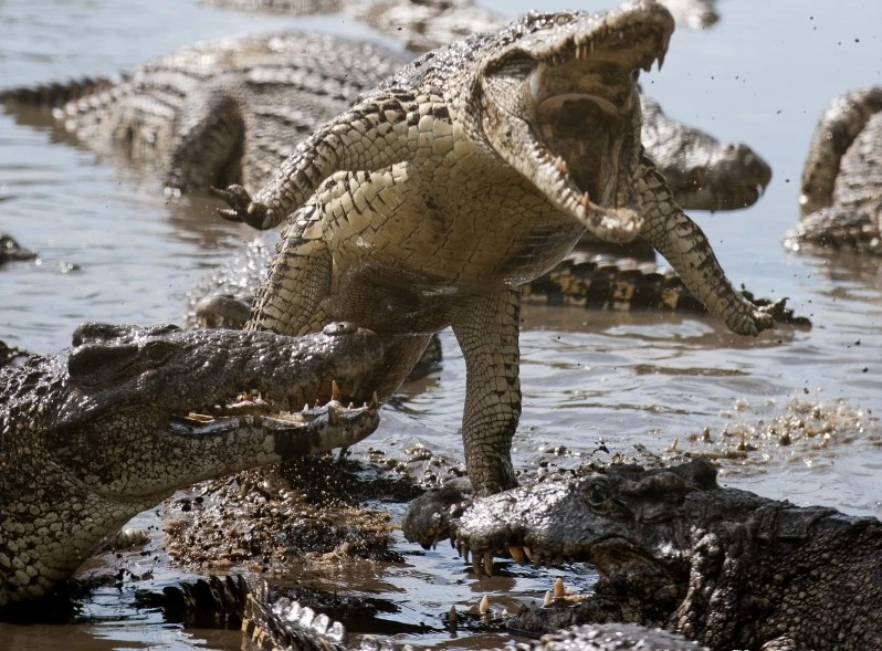 Cận cảnh cú đớp chết chóc của cá sấu khủng (4)