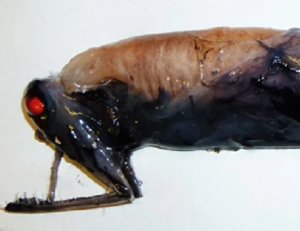 Top thủy quái với hình dáng ác mộng