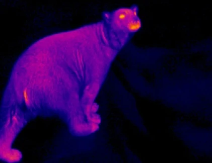 Muôn cách giữ ấm quái chiêu của động vật